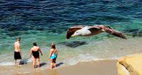 Attack of the Giant Seagull�